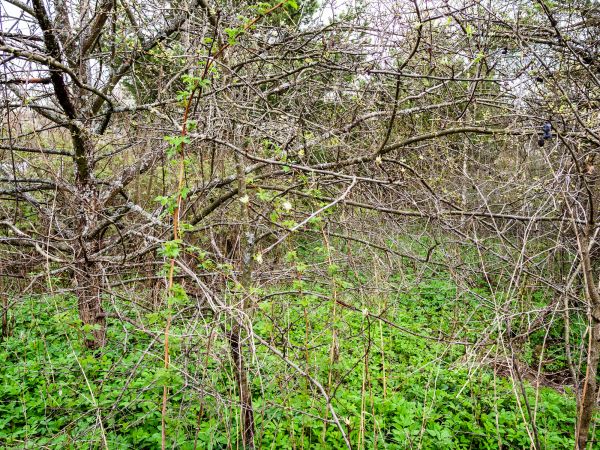 Underbrush Clearing in Rocklin