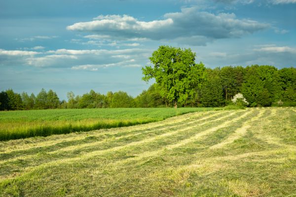 Cost of Vegetation Removal in Rocklin