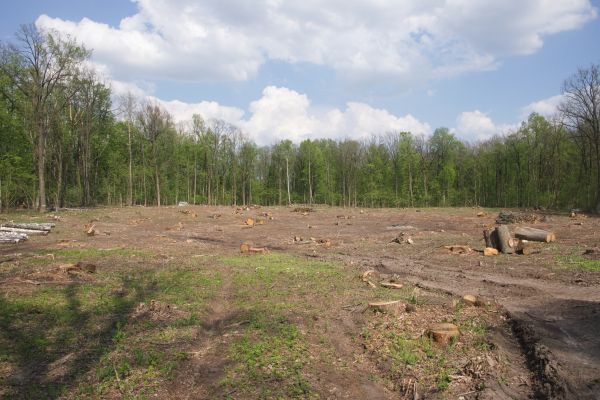 Cost of Pasture Clearing in Rocklin