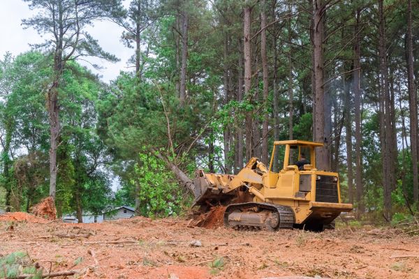 Forest Thinning in Rocklin