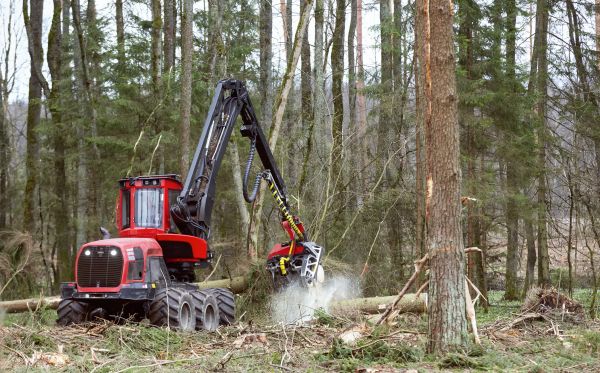 Cost of Forest Clearance Service in Rocklin