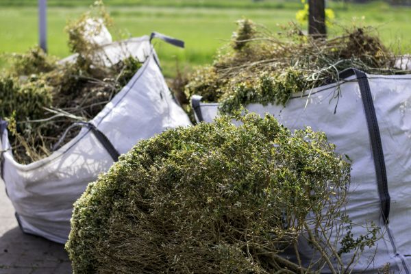 Cost of Bushes Clearing in Rocklin