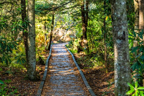 Cost of Trail Clearing in Rocklin